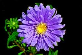 Aster Flower: Definition, Types & Leaves - Biology Class | Study.com